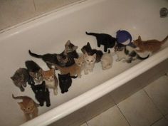 a group of kittens in a bathtub with one cat on the side and several others behind it