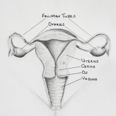 this is an image of a diagram of the utensils and their location in the stomach