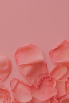 rose petals on pink background with space for text