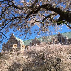 the building is surrounded by blooming cherry trees