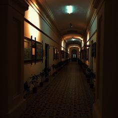 an empty hallway with potted plants on either side and lights above the doorways