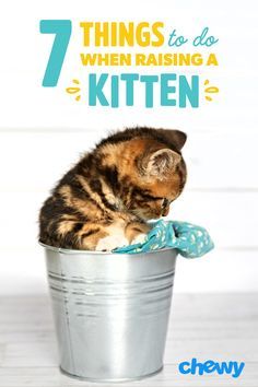 a kitten sitting in a bucket with the words 7 things to do when raising a kitten