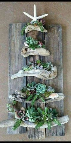 a wooden board with succulents and shells on it, hanging from the wall