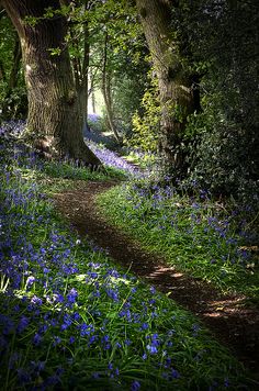 bluebells are blooming in the woods near trees