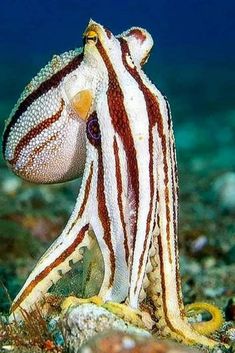 an octopus is sitting on the ocean floor