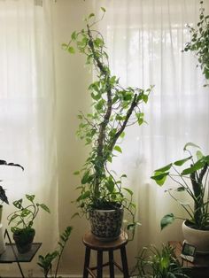 some plants are sitting in front of a window