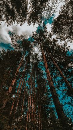 looking up at the tops of tall pine trees with blue sky and clouds in the background