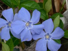 two blue flowers with green leaves in the background