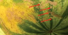 a large green watermelon with red arrows pointing to the top and bottom of it