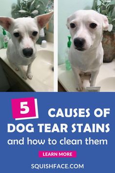 two dogs are sitting in the bathroom sink and one dog is looking at the camera