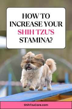 a small dog running on top of a blue bench with the words how to increase your shi