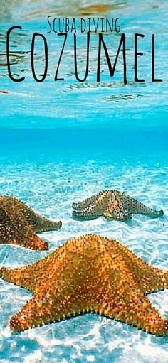 the cover of scuba diving cozumel, with three sea turtles swimming in the water