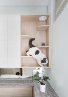 a black and white cat sitting on top of a wooden shelf next to a bed