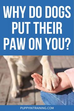 a dog sitting on the ground with its paw in someone's hand that says, why do dogs put their paw on you?