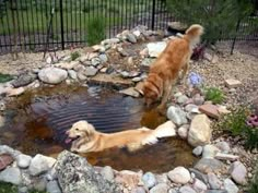 two dogs playing in a pond with rocks