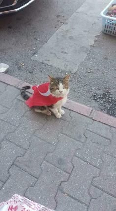 a cat is sitting on the sidewalk with a red umbrella in it's mouth