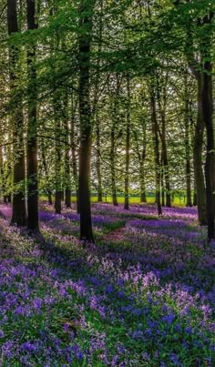 the sun shines through the trees and purple flowers on the ground in this forest