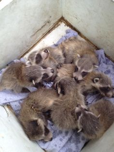 several baby raccoons are huddled together on a towel