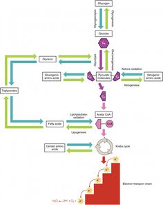 Urea Cycle, Metabolic Type, Electron Transport Chain, Krebs Cycle, Protein Metabolism, Gastric Juice, Plant Activities, Gene Therapy