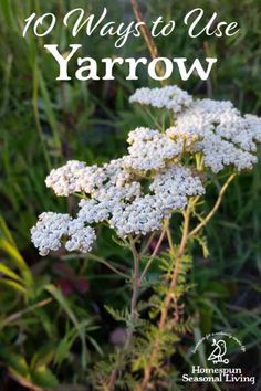 white flowers with the words 10 ways to use yarow