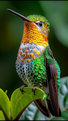 a colorful bird sitting on top of a green leaf