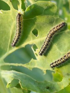 the caterpillars are crawling on the green leaves