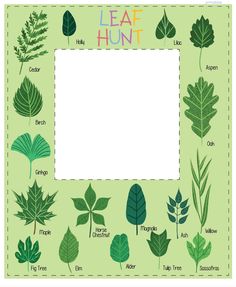 the leaf hunt poster is shown with different types of leaves