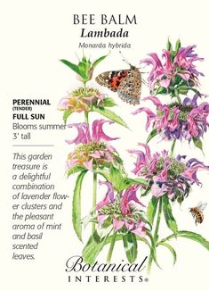 an illustration of bee balm with flowers and butterflies on the top, below it