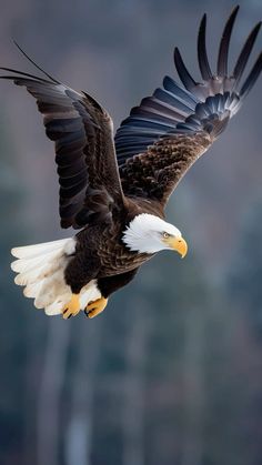 an eagle flying in the air with its wings spread out and it's talon extended