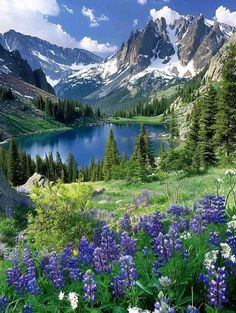 wildflowers in the foreground with mountains and water in the background on a sunny day