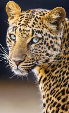 a close up of a leopard with blue eyes