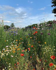 a field full of wild flowers under a blue sky