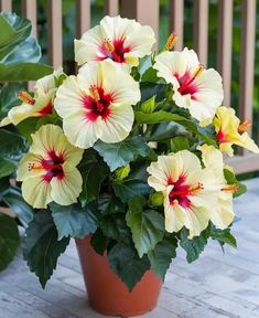 a potted plant with yellow and red flowers sitting on a wooden deck next to green leaves