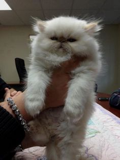 a fluffy white cat is being held by someone's hand in an office setting