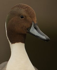 a close up of a duck's head with a brown and white color scheme