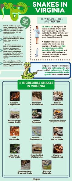 an info sheet with information about snakes in virginia and the names of their respective species