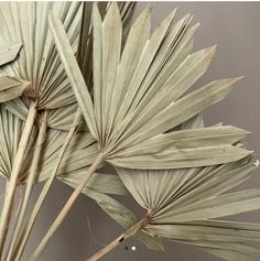 some very pretty looking plants with big leaves on it's stems in front of a gray wall