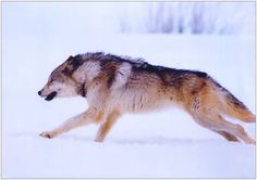 a wolf is running through the snow