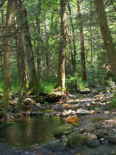 a stream running through a forest filled with lots of rocks and green trees in the background