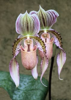 two pink and white orchids with green leaves in the foreground, on a dark background