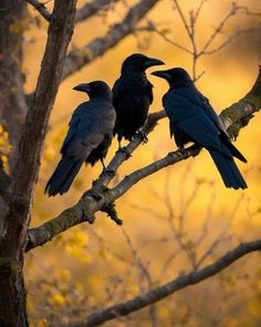 two black birds sitting on top of a tree branch next to another bird in the distance