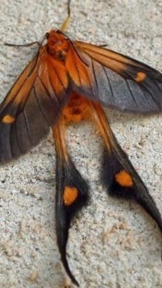 an orange and black moth is laying on the ground with it's wings spread