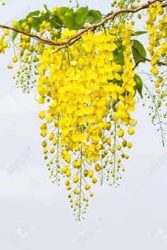 yellow flowers hanging from a tree branch against a blue sky background stock photo - 7879