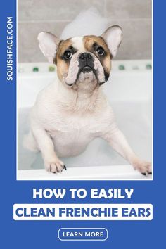 a dog sitting in a bathtub with the caption how to easily clean frenchie ears