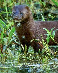 an animal that is standing in the water near grass and plants with blue eyes on it's face