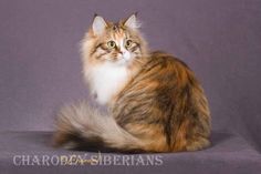 a fluffy cat sitting on top of a gray surface