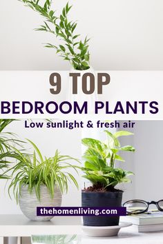 the top 9 bedroom plants that are low sunlight and fresh air in your home or office