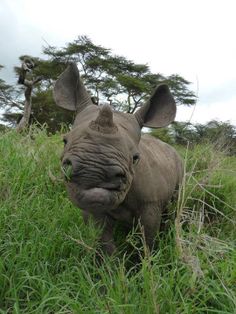 a rhinoceros is standing in the tall grass