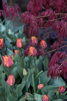 red flowers are blooming in the garden next to green leaves and purple foliages