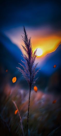 the sun is setting behind a tall grass plant with blurry lights in the background